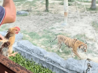 动物园收费60元让游客围观鸡被猛兽撕咬挣扎 当地回应