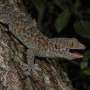 A short breath extends the mating calls of male tokay geckos