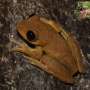 A tiny drop of water is all that's needed to find threatened frogs