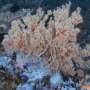 Against the odds: Why some ecosystems thrive