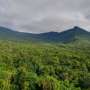 Amazon wildfires are generating ozone that weakens surviving trees' carbon uptake