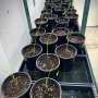 Ancient people relied on genetic variation already present in wild plants to domesticate crops like rice and corn