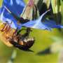 Are Australia's native bees thriving or declining?