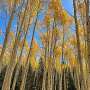 Aspens 'remember' past drought in their leaves, 3-year experiment finds