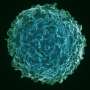 Atypical B cells shift immune roles as they develop, malaria study finds