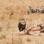 Australian scavengers don't just eat everything and slink away. They approach a carcass like a buffet