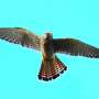Avian odysseys: Tracking raptor migrations from Europe to Africa