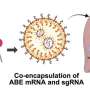 Bioinspired nanoparticles deliver gene editing to lower 'bad' cholesterol
