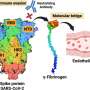 Blood-clotting protein may be SARS-CoV-2's hidden accomplice, helping it hide from antibodies and reach blood vessels