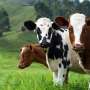 Catching cow burps in real time: Methane sensor matches industry monitor in early field test