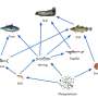 Climate change may halve omega‑3 fatty acids in fish and the organisms they eat