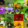 Colombia's new bee checklist documents 738 species, including 246 newly recorded