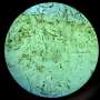Decades of data reveal major ecological shift in northern Baltic Sea