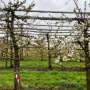 Delaying cherry blossom to reduce frost damage