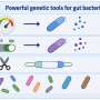 Developing a genetic toolkit for manipulating abundant intestinal microbes