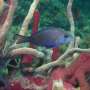 DNA reveals chemosynthesis genes in bacteria living on coral reef fish gills