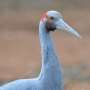 DNA reveals genetic divide in Australian brolgas, with southern birds facing greater diversity risks