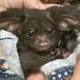 DNA testing of fecal samples reveals greater gliders eat wider variety of plants than previously thought