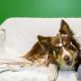 Dog brains track consonant patterns in speech, a first outside humans