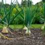 E. coli survives longer in poultry-amended Georgia onion soils, two-year study finds