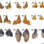 Egypt's deserts were once home to a diverse shark community