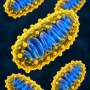 Engineered coating lets mitochondria retain their ability to produce energy