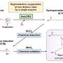 Enzyme discovery opens a new route to natural UV-absorbing saclipins