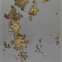 Expert pieces together puzzle from fragments of 1,600-year-old Roman text