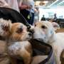 Fading control over 'jumping genes' may explain why big dogs age faster