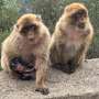 Farmer-macaque conflict in Algeria poses a complicated conservation challenge