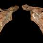 Fatal Neanderthal wound may be earliest evidence of a wooden spear attack on a human ancestor