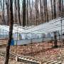 Forty forest drought experiments reveal trees show little physiological acclimation