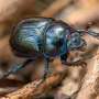 Gene-silencing technology to protect forests from invasive pests