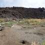 Genetic evidence reveals how goosegrass colonized a newly formed volcanic island