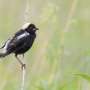 Grassland birds are disappearing even from areas designed to protect them