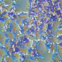 Hibernating bacteria can invade hospitals and survive outer space—but their energy budget reveals a weakness