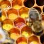 Honeybee silk could power smarter wound dressings