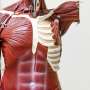 How calcium channels in muscle cells open together