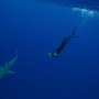 How shark ecotourism sparks long-term conservation