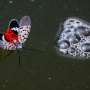 Hungary detects invasive spotted lanternfly for the first time in the EU
