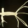 Hydra loses its immortality after cold triggers switch to sexual reproduction