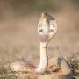 India's cobras share genetic ties across the mainland, while Sri Lankan cobras form a distinct genetic lineage