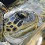 Indonesia returns 20 green sea turtles to the ocean after Bali smuggling raid