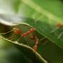 Insects are essential to vertebrate life—as food, shelter and medicine