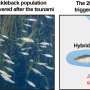 Japan's 2011 tsunami sparked fish hybridization, but species boundaries largely held
