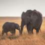 Learning to speak elephant: Choruses of rumbles help groups coordinate
