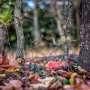 Long-term logging experiment reveals how protecting the forest floor helps preserve soil carbon