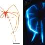 Meet the long-legged giants that light up the deep ocean