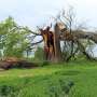 More damaged trees mean fewer ecosystem benefits for low-income residents