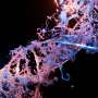 New findings explain how cells assemble machinery to repair damaged DNA